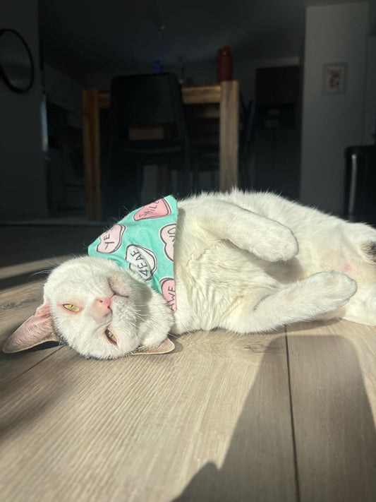 Foulard pour animaux - Coup de coeur