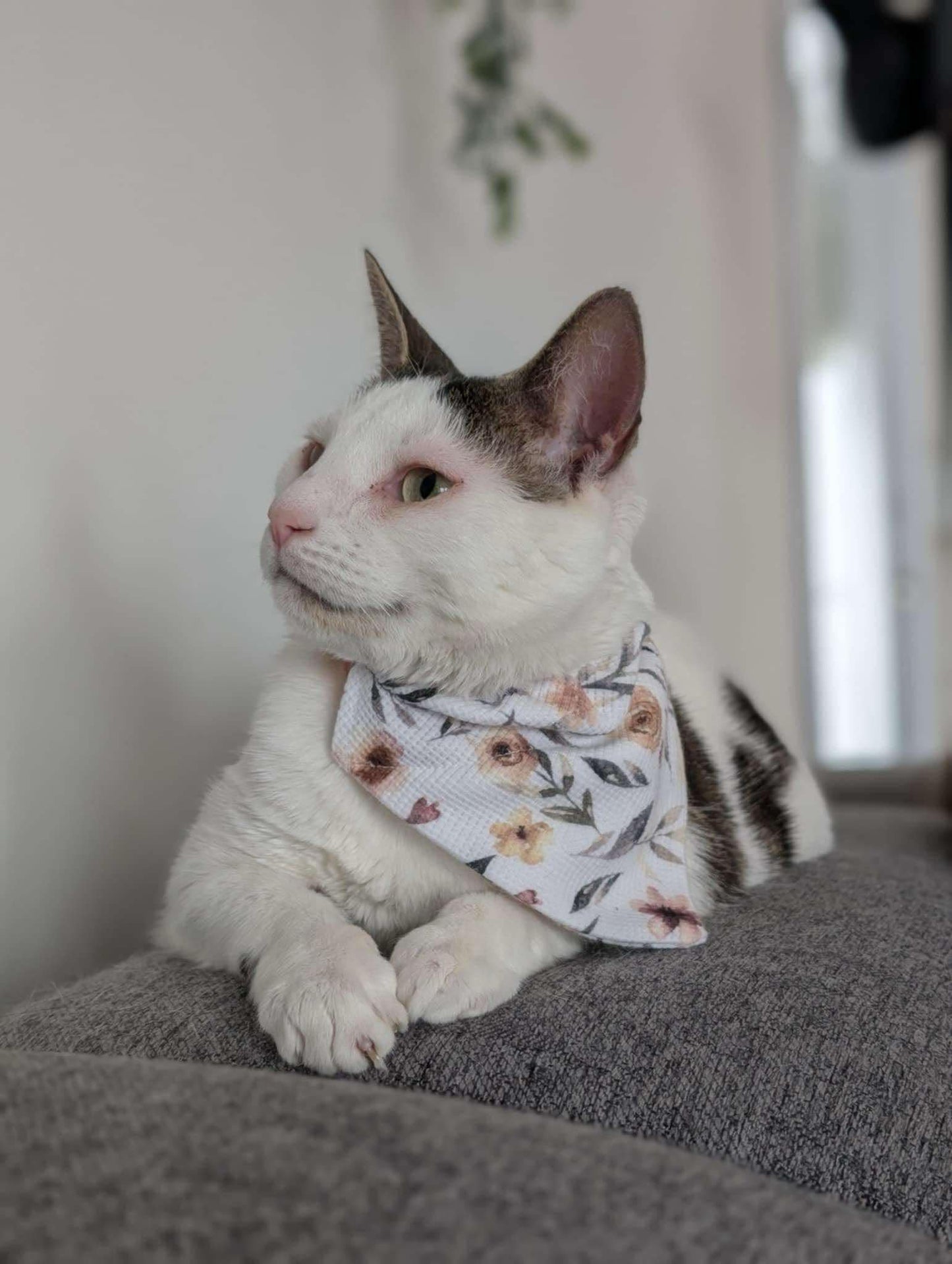 Foulard pour animaux - Bohème
