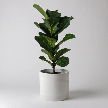 Pot et soucoupe Signature Stone - 6 pouces